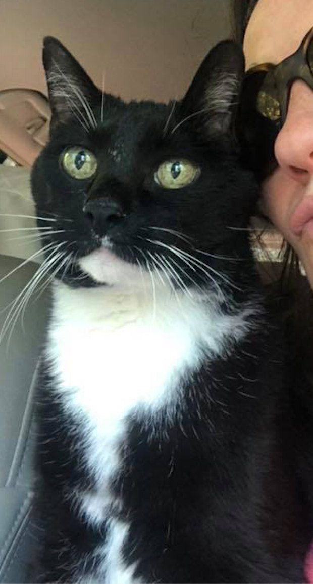 Custom Cat Portrait – Hand Drawn Cat Art Prints by Megan Lee Designs