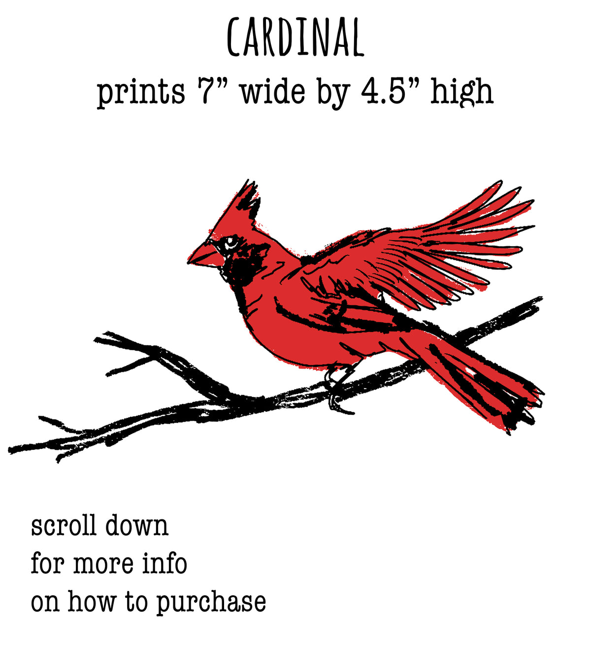 a red cardinal perched on a branch, with a caption that reads "Cardinal prints 7" wide by 4.5" high".