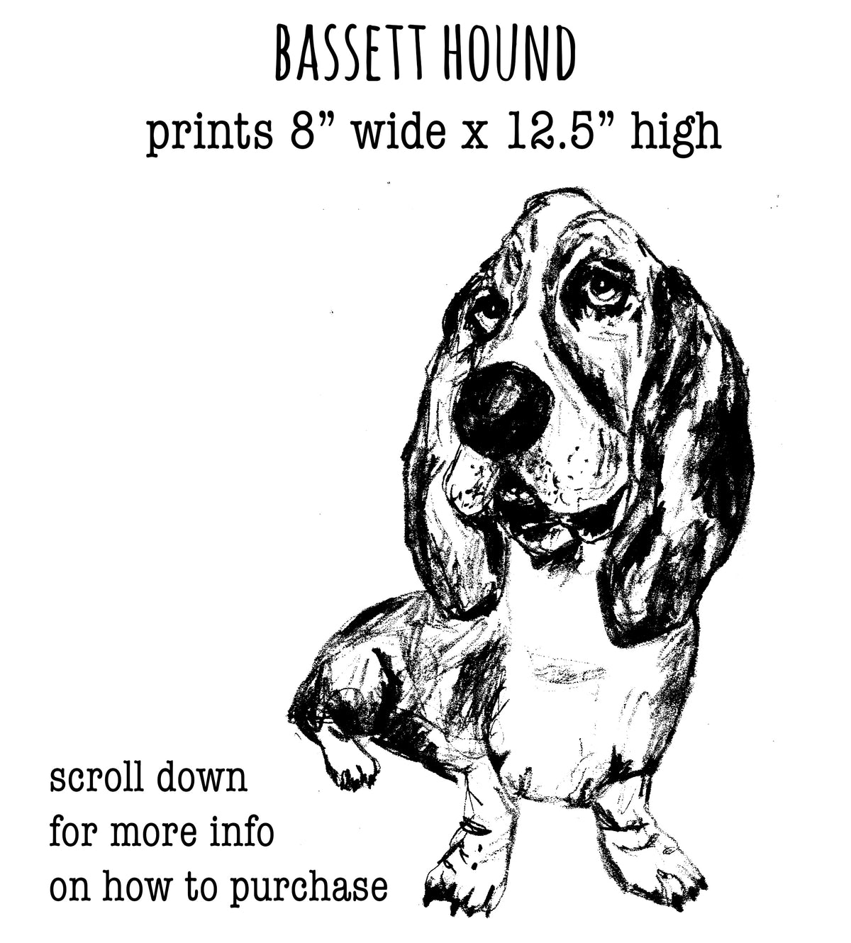 Bassett Hound