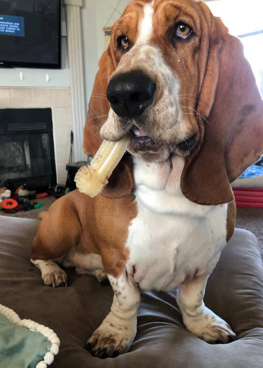 Custom Dog Portrait – Hand Drawn Pet Silhouette & Digital Dog Art Prints by Megan Lee Designs